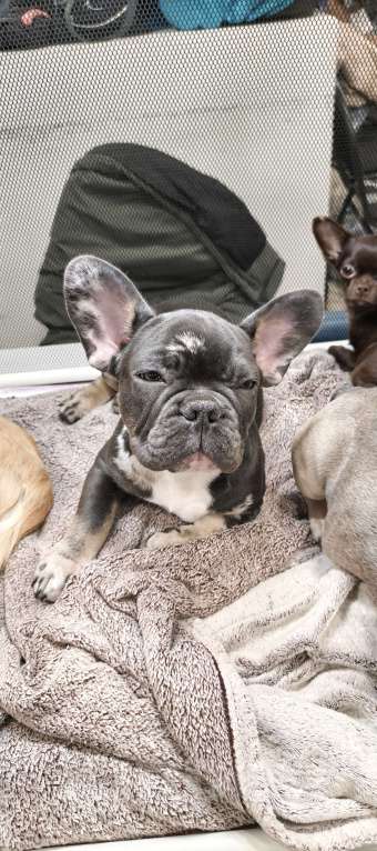 Собаки в других городах Московской области: Французский бульдог Мальчик, 70 000 руб. - фото 3