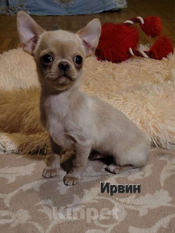 Собаки в Москве: Девочка и мальчик Чихуахуа эффектного окраса Мальчик, Бесплатно - фото 2