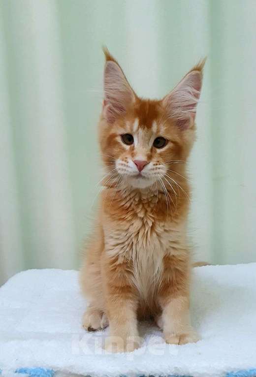 Кошки в Нижнем Новгороде: Котята мейн-кун,  рыжий кот Мальчик, Бесплатно - фото 3