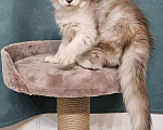 Кошки в Мытищах: Котёнок Мейн-кун Девочка, 40 000 руб. - фото 5