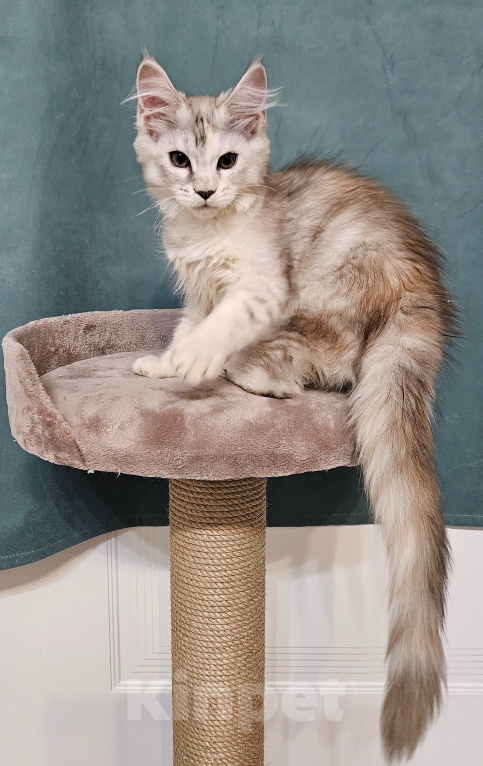 Кошки в Мытищах: Котёнок Мейн-кун Девочка, 40 000 руб. - фото 5