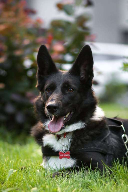 Собаки в Москве: Представляем вашему вниманию очаровательную и задорную Буню Девочка, 1 руб. - фото 4