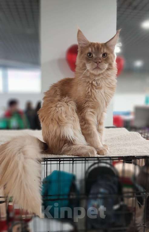 Кошки в Москве: Мейн-кун мальчик Мальчик, 80 000 руб. - фото 4