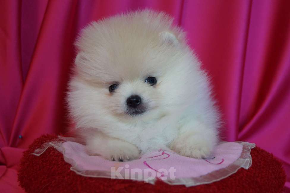 Собаки в Москве: Пушистое счастье- шпиц Мальчик, 30 000 руб. - фото 1