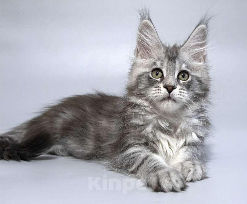 Кошки в Москве: Мейн кун котенок Девочка, 50 000 руб. - фото 4