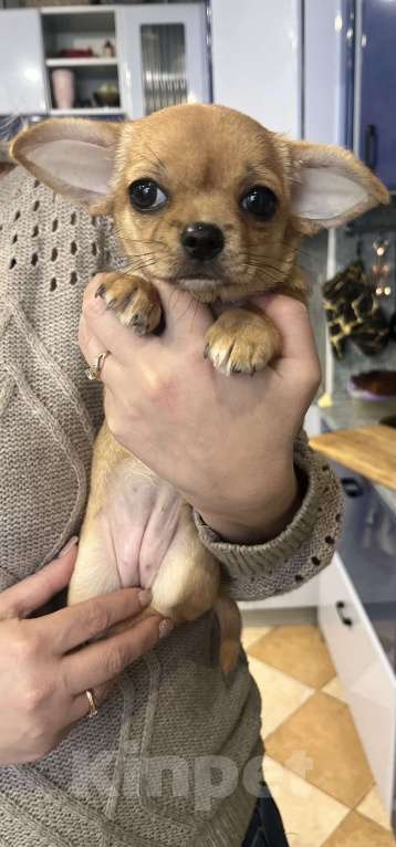 Собаки в Ярославле: Девочка  Девочка, 23 000 руб. - фото 2