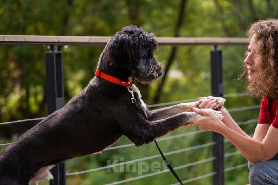 Собаки в Москве: Зелибоба (Боб) Мальчик, Бесплатно - фото 3