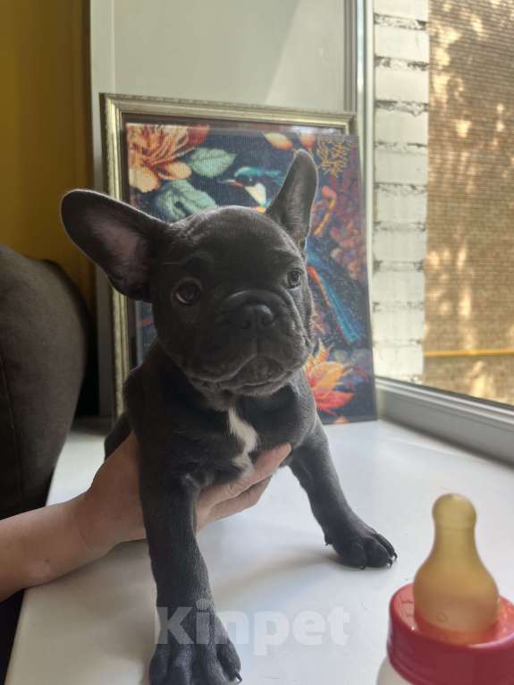 Собаки в Москве: Французский бульдог щенок Мальчик, 50 000 руб. - фото 3