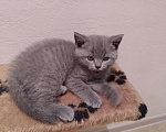 Кошки в Севастополе: Шотланский прямоухий плюшевый котенок Мальчик, 4 000 руб. - фото 2