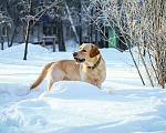 Собаки в Новосибирске: Вязка, 1 000 руб. - фото 1