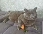 Кошки в Славгороде: Вязка британский кот, 700 руб. - фото 3