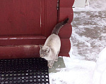 Кошки в Азове: прибилась сиамская кошка, бывшедомашняя, 1 руб. - фото 3