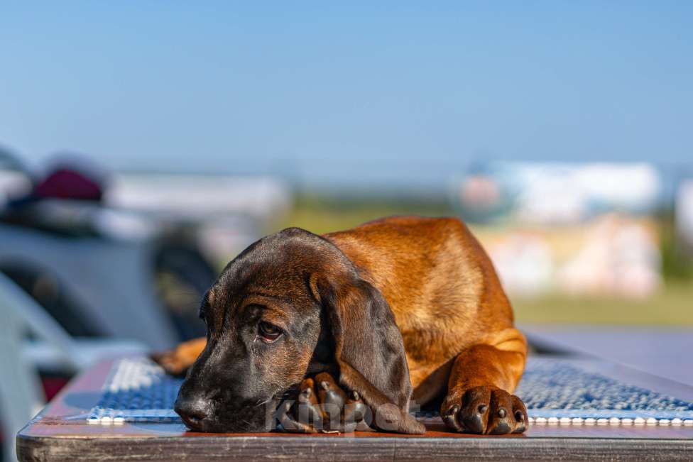Собаки в Москве: Баварская горная гончая Мальчик, 100 000 руб. - фото 5