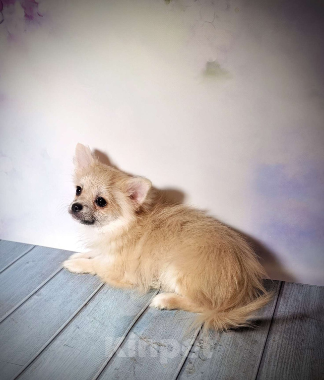 Собаки в Москве: Рыжий дш мальчик Мальчик, 18 000 руб. - фото 1