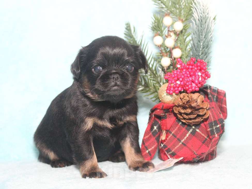 Собаки в Санкт-Петербурге: Красивая девочка  Девочка, 80 000 руб. - фото 4