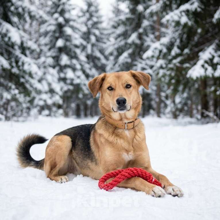 Собаки в Москве: собака Афина из приюта ищет семью Девочка, Бесплатно - фото 1
