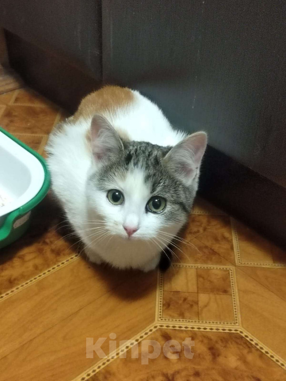 Кошки в Москве: Котенок девочка в добрые руки Девочка, Бесплатно - фото 5