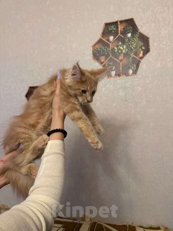 Кошки в Санкт-Петербурге: Котята мейн-кун Мальчик, 49 000 руб. - фото 4