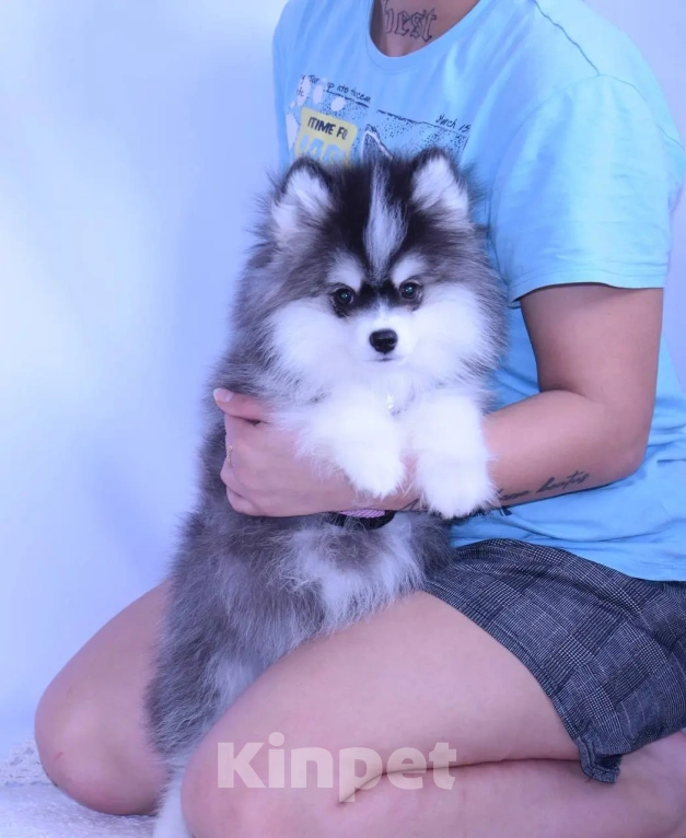 Собаки в Краснодаре: Самый маленький Помски Мальчик, 500 000 руб. - фото 7