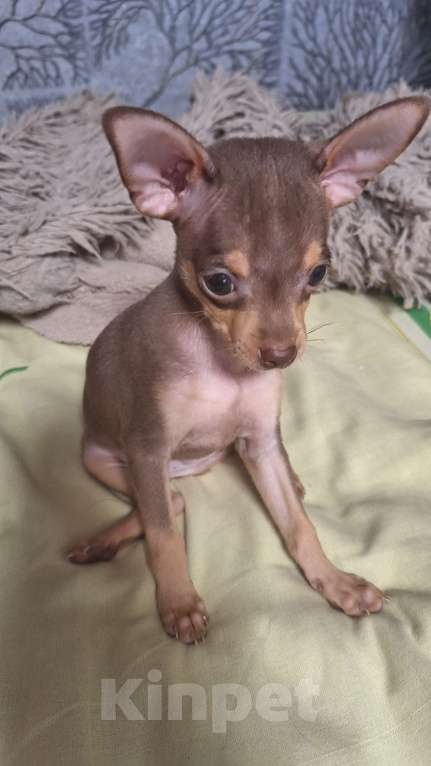 Собаки в Астрахани: Продам шоколадного мальчика той терьера  Мальчик, 10 000 руб. - фото 2