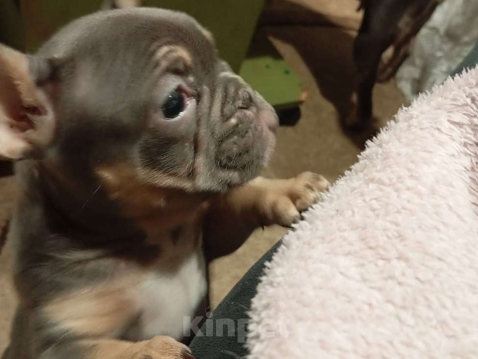 Собаки в других городах Челябинской области: Мадмуазель Артемида французский бульдог.готовп к переезду. Девочка, Бесплатно - фото 1