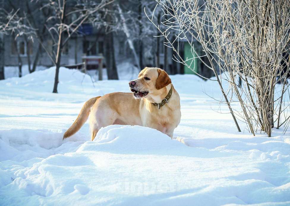 Собаки в Новосибирске: Вязка, 1 000 руб. - фото 1