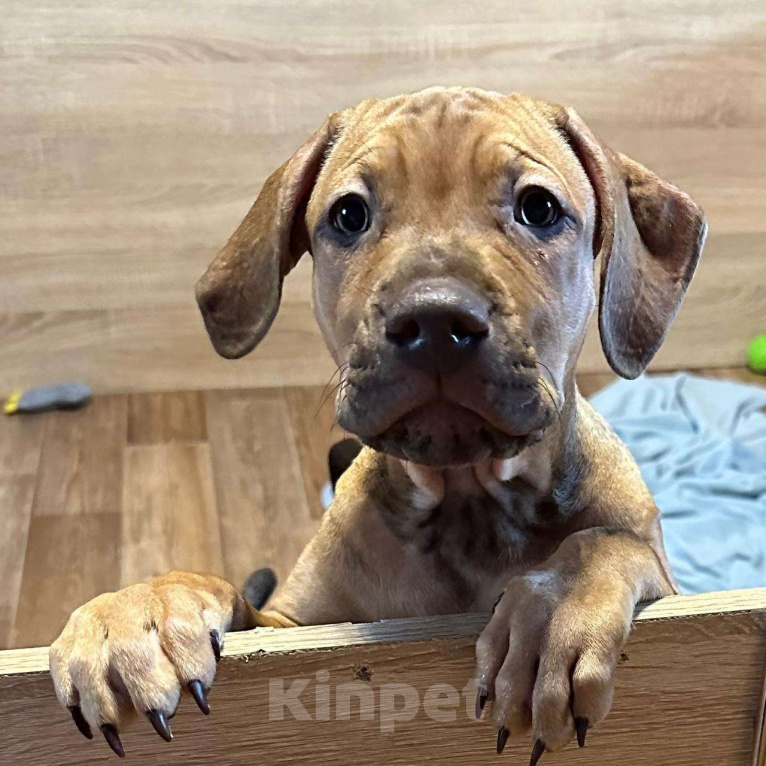 Собаки в Щелково: Щенок породы Прайтер  Девочка, 90 000 руб. - фото 2