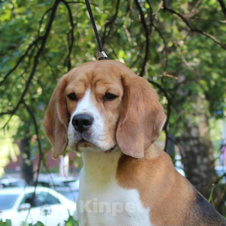 Собаки в Уфе: Бигль взрослая девочка Девочка, 30 000 руб. - фото 1