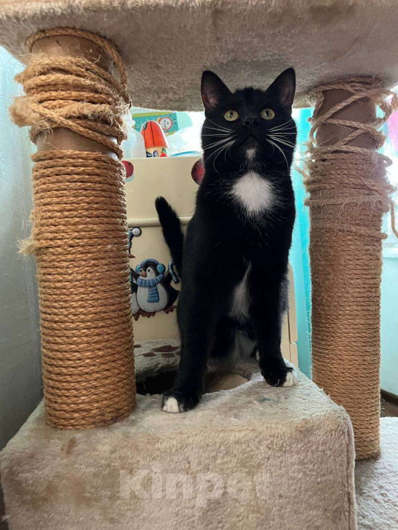 Кошки в Москве: Котик Ореон ищет мам-пап Мальчик, Бесплатно - фото 4