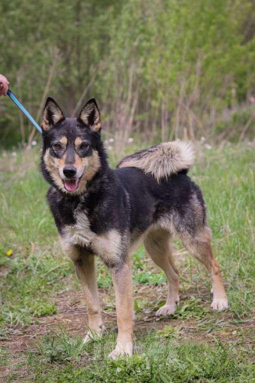 Собаки в Москве: Альфе нужен дом  Девочка, Бесплатно - фото 3