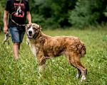 Собаки в Москве: Тиграш Мальчик, Бесплатно - фото 4