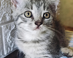 Кошки в Котельнике: Серый котенок в добрые руки Девочка, Бесплатно - фото 3