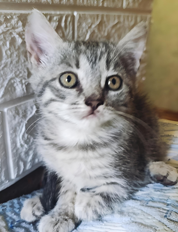 Кошки в Котельнике: Серый котенок в добрые руки Девочка, Бесплатно - фото 3