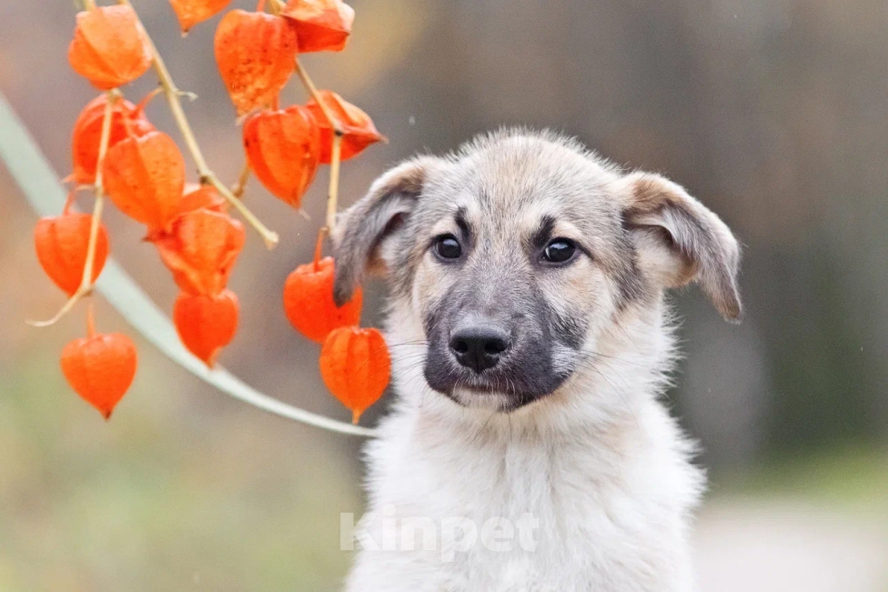 Собаки в других городах Московской области: Лорд якутенок в добрые руки Мальчик, Бесплатно - фото 3