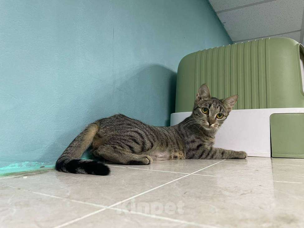 Кошки в Москве: Игривая кошечка с медовыми глазами ищет лучший дом Девочка, Бесплатно - фото 3