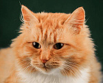 Кошки в Москве: Пушистый красавец котик Персей в добрые руки Мальчик, 1 руб. - фото 5