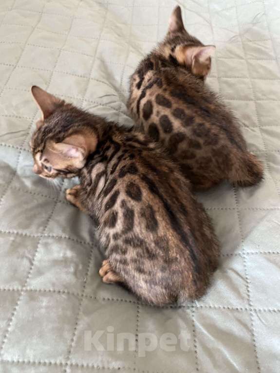 Кошки в Красноярске: Лекса Девочка, 12 000 руб. - фото 4