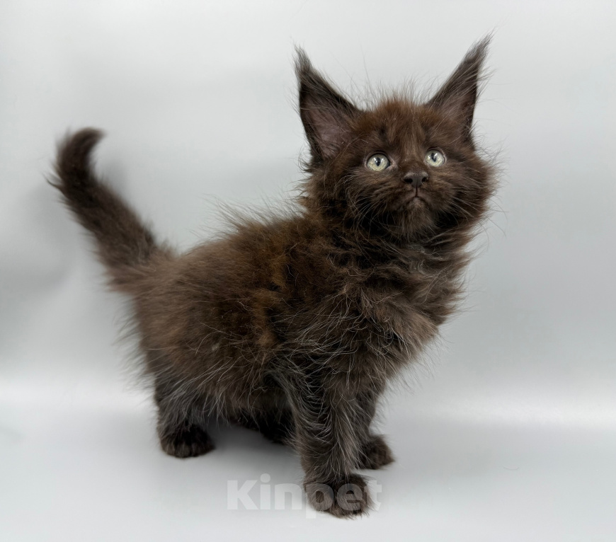 Кошки в Туле: Котята породы МЕЙН-КУН Разнополые, 50 000 руб. - фото 1