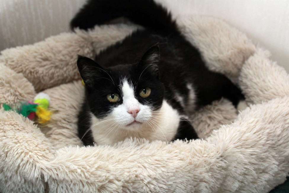 Кошки в Калуге: Феличита из магазина ищет дом. Молодая кошечка в добрые руки. Девочка, Бесплатно - фото 4