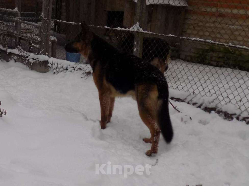 Собаки в Москве: Черные щенки немецкой овчарки, мальчики Мальчик, 20 000 руб. - фото 8