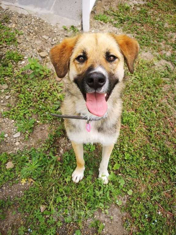 Собаки в Москве: Ультра - молодая, добрая, ласковая девочка, которая ищет свою любящую семью! Девочка, Бесплатно - фото 4