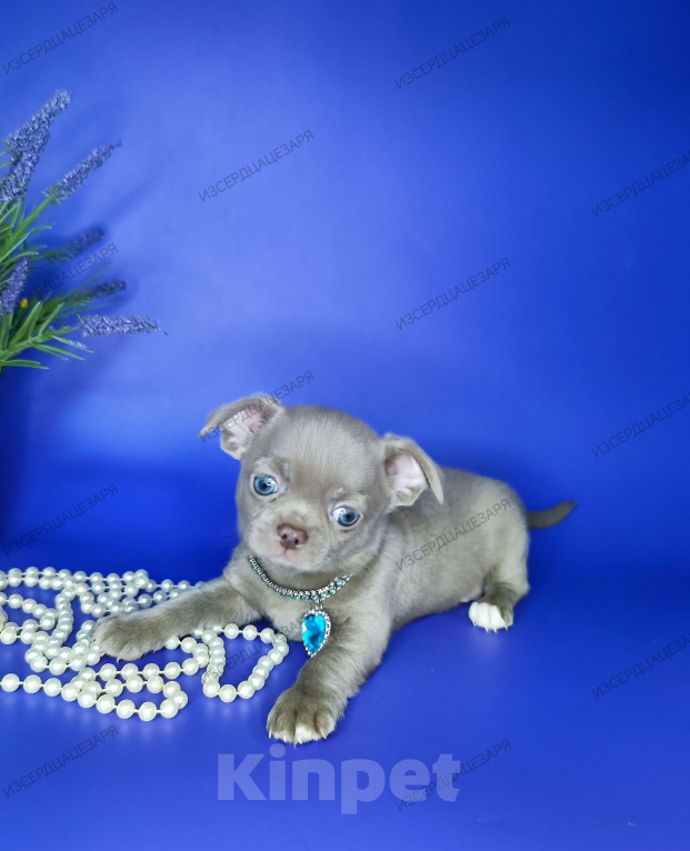 Собаки в Москве: Лиловое облачко мальчик Мальчик, 45 000 руб. - фото 3