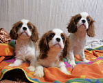 Собаки в Москве: Кавалер Кинг Чарльз 3,5 мес щенки. Девочка, 70 000 руб. - фото 3