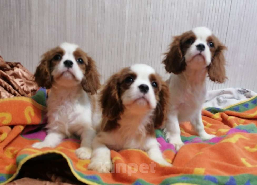 Собаки в Москве: Кавалер Кинг Чарльз 3,5 мес щенки. Девочка, 70 000 руб. - фото 3