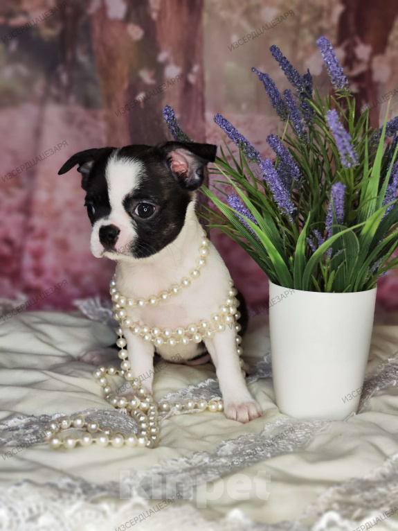 Собаки в Сергиеве Посаде: Девочка Кобби тип Девочка, 25 000 руб. - фото 1