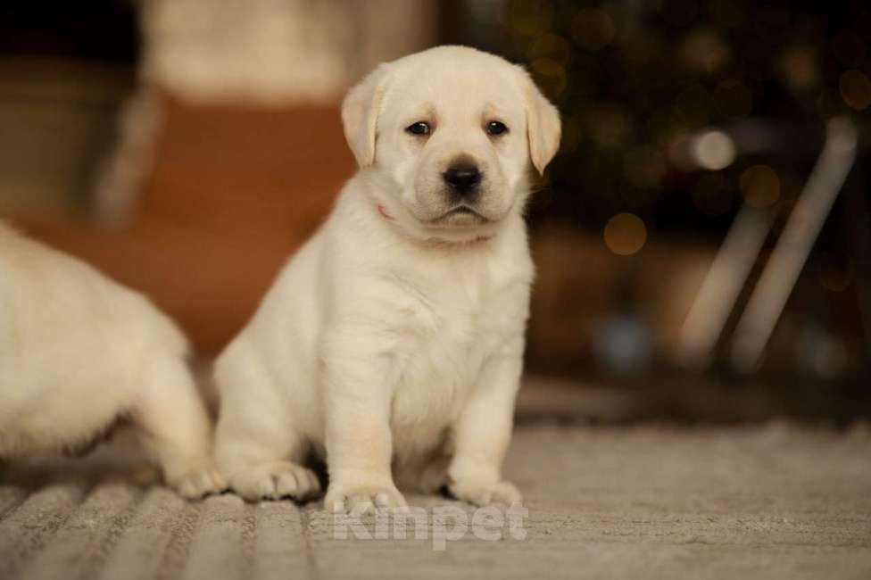 Собаки в Санкт-Петербурге: IRISLAV CLASSIC EDITION Девочка, 140 000 руб. - фото 5