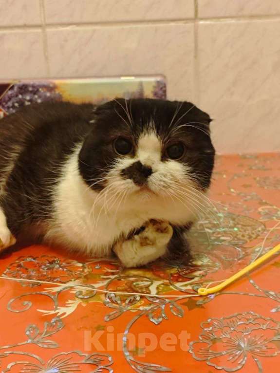 Кошки в Москве: Особенная кошечка шотландка на дожитие Девочка, 50 руб. - фото 4