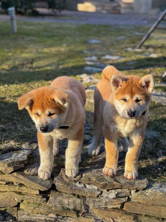 Собаки в Москве: Щенки Акита Ину Мальчик, 35 000 руб. - фото 4
