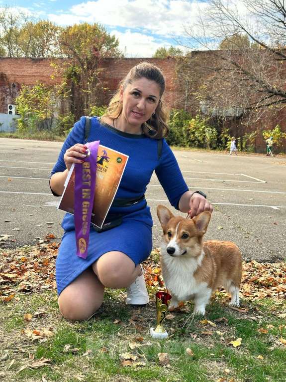 Собаки в Краснодаре: Вельш корги пемброк кобель шоу класса РКФ Мальчик, 35 000 руб. - фото 8