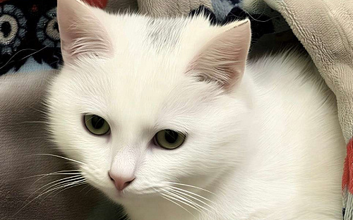 Котенок Беляшик